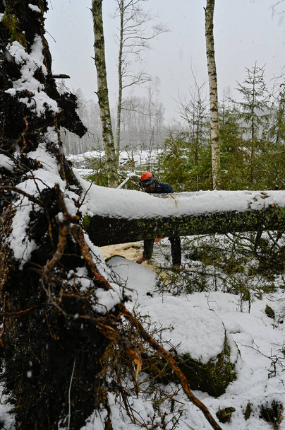 lumberjack working on a uprooted tree in snow - Photo, Image