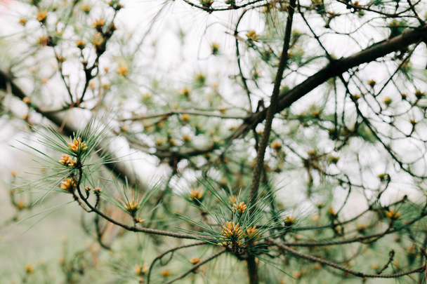 木の枝に緑の松葉と若いコーンを持つ美しい背景 - 写真・画像