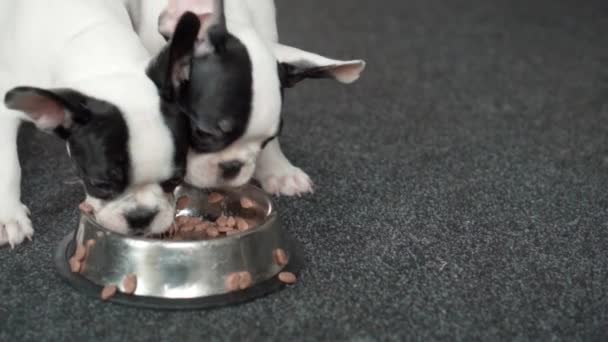 Zeer mooie honden eten zijn huisdiervoer zeer snel uit zijn metalen kom. Hongerige honden in close-up. - Video