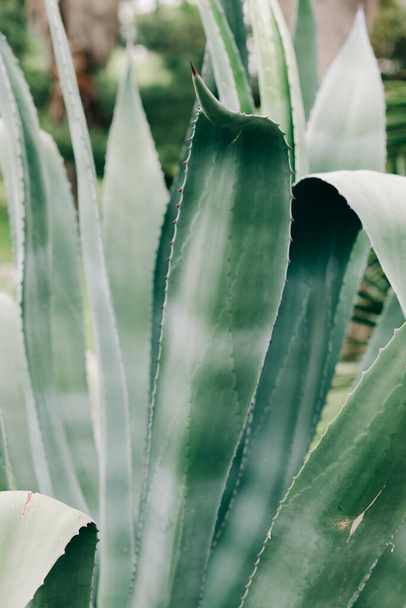green leaves of the agave plant in the spring in the Botanical garden - Foto, Imagem