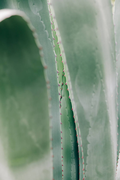 green leaves of the agave plant in the spring in the Botanical garden - Photo, image