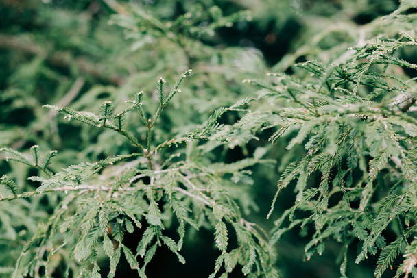 молодые зеленые еловые ветви с маленькими конусами
 - Фото, изображение