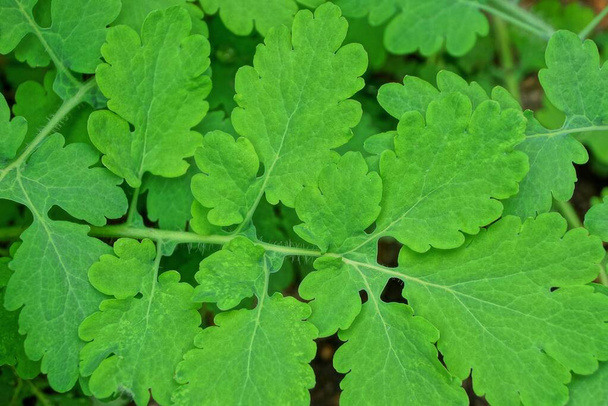 自然の中で屋外のセランディン植物の葉からの緑の自然なテクスチャ - 写真・画像