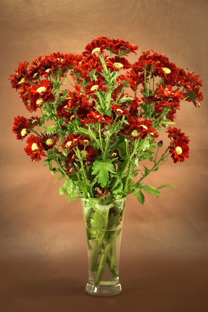 Kırmızı krizantem (dendranthemum grandifflora.) - Fotoğraf, Görsel