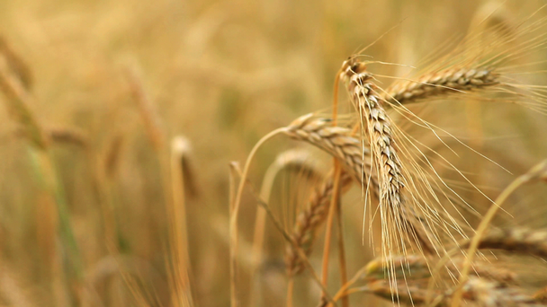 Grain field - Footage, Video