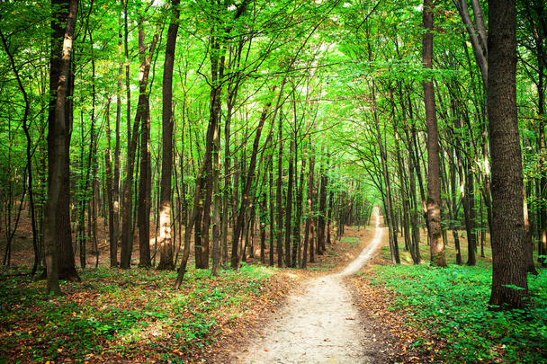 Pathway in Green forest - Valokuva, kuva