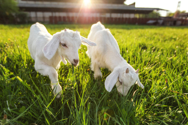 Two white goat kids grazing on spring meadow, wide angle photo with sun backlight farm in background. - Foto, Imagen