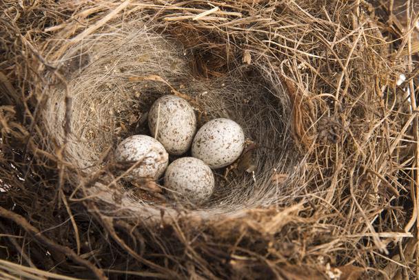 Detail of bird eggs in nest - Fotó, kép