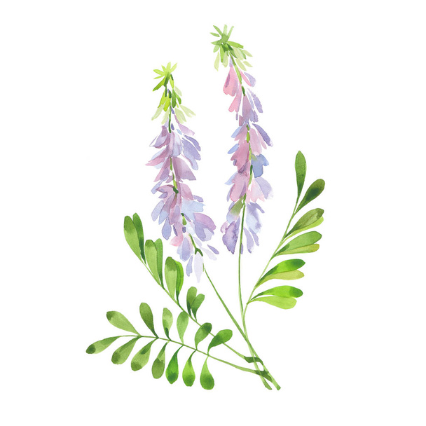 watercolor flowering licorice stalk - Valokuva, kuva