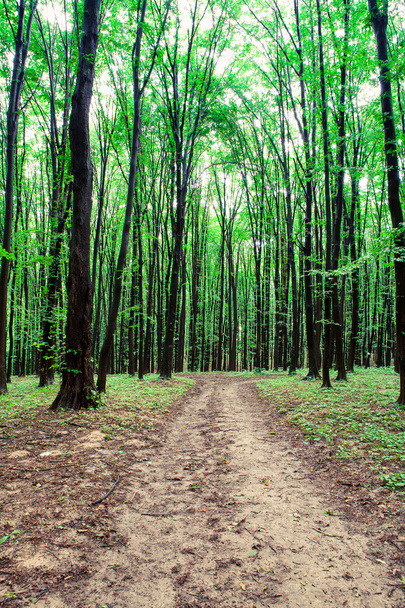 Pathway in Green forest - Fotó, kép