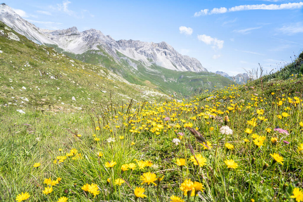 Prati verdi e cime montuose nelle Alpi svizzere
 - Foto, immagini
