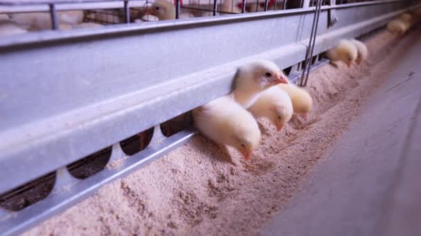 Hühner picken Getreide - Filmmaterial, Video