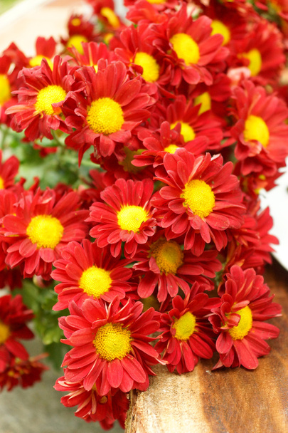 Chrysanthème rouge (Dendranthemum grandifflora)
.) - Photo, image