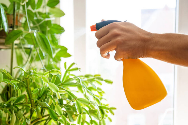 рука людини з спреєм розбризкує водні домашні рослини
 - Фото, зображення