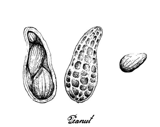 Kuva käsin piirretty luonnos tuoreita maapähkinöitä tai maapähkinöitä, hyvä lähde ravintokuitua, vitamiineja ja kivennäisaineita
. - Vektori, kuva
