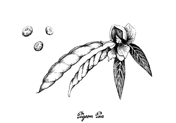 Vegetais, ilustração de esboço desenhado à mão Pombo fresco Ervilha e Cajanus Cajan planta com vagens isoladas em fundo branco
. - Vetor, Imagem