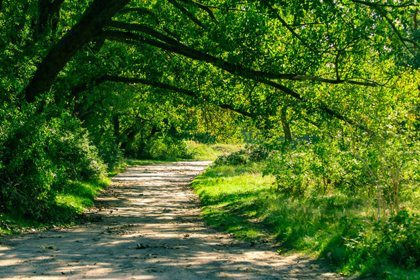sunlit path in bright green forest - Фото, зображення
