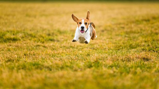 Dog Beagle corriendo rápido y saltando con la lengua a través del campo de hierba verde en un manantial. Fondo para mascotas
 - Foto, Imagen