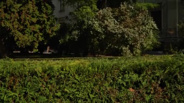 Dos mimos en el parque escondidos detrás de arbustos. Mimo masculino y hembra mirando a la cámara y sonriendo sobre fondo verde en un parque
 - Metraje, vídeo