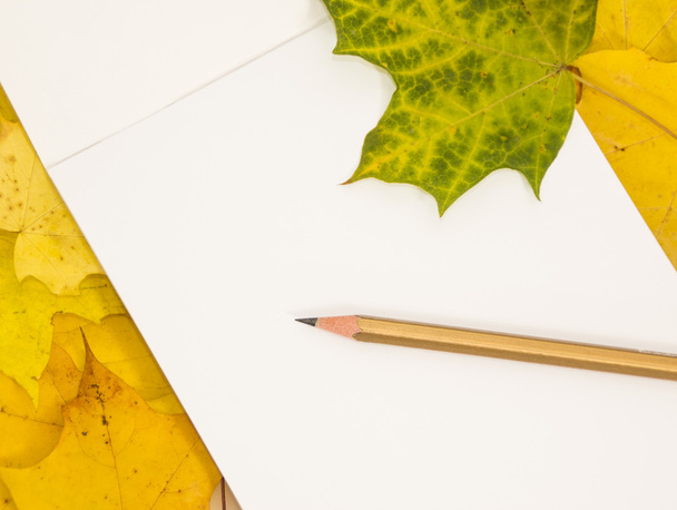 Foglio bianco e matita su foglie d'acero
 - Foto, immagini