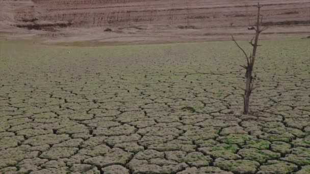 Albero morto nel mezzo di un deserto con grandi crepe nel terreno causate dalla siccità. Concetto di riscaldamento globale
. - Filmati, video