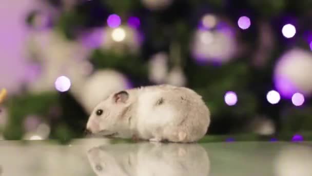Haustierhamster isst sehr schnell einen Snack mit Weihnachtsbeleuchtung im verschwommenen Hintergrund. - Filmmaterial, Video