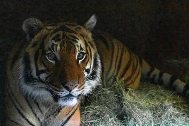 Крупный план лица тигра, мощный опасный интенсивный дикий сибирский тигр
 - Фото, изображение