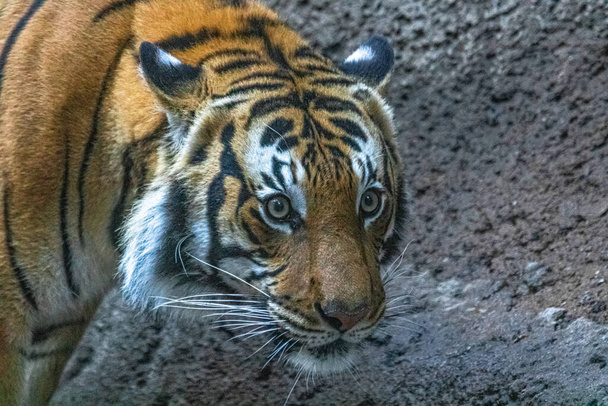 Крупный план лица тигра, мощный опасный интенсивный дикий сибирский тигр
 - Фото, изображение
