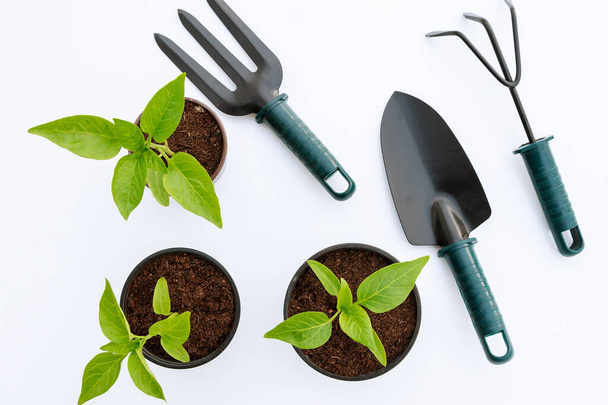 Plántulas vegetales y herramientas de jardín sobre fondo blanco - Foto, Imagen