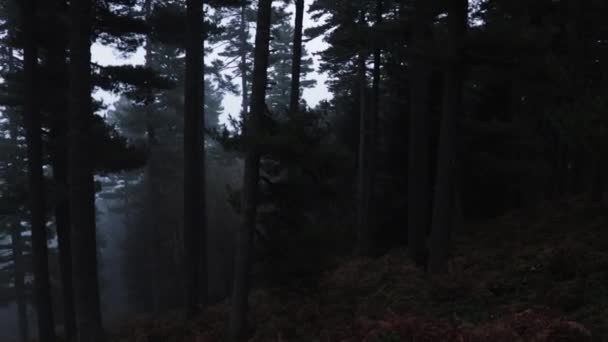 Σκοτεινό δάσος με μεγάλα ψηλά δέντρα και πυκνή ομίχλη σε βουνό το χειμώνα. - Πλάνα, βίντεο