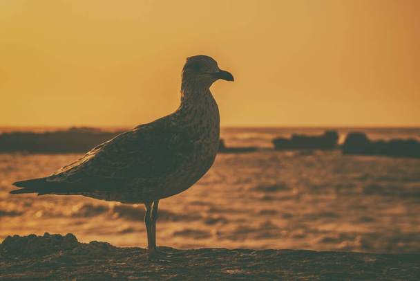 Close up image of seagull at coastline,sunset in Essaouira,Morocco. - Foto, Imagem