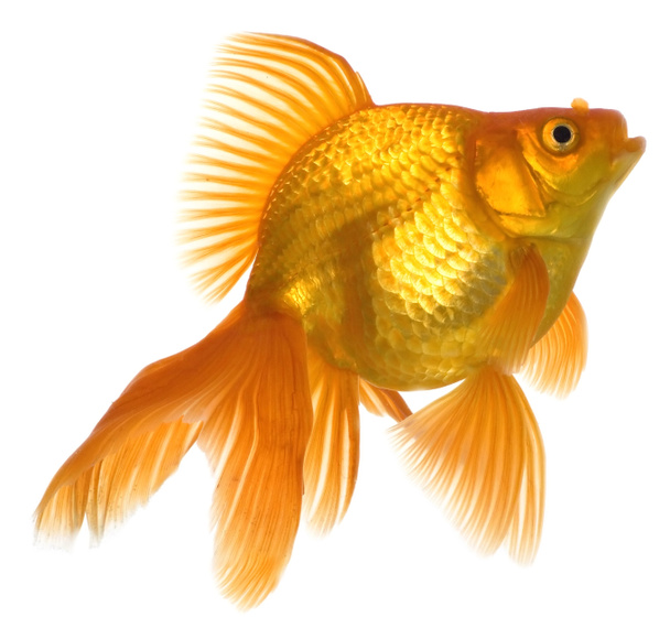 Goldfisch - Foto, Bild