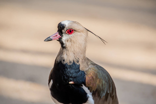 close-up of a southern lapwing - Photo, Image