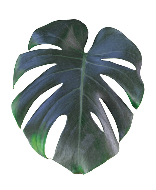 Monstera leaf and stem, trendy tropical jungle paradise foliage shape, isolated on white background - Photo, Image
