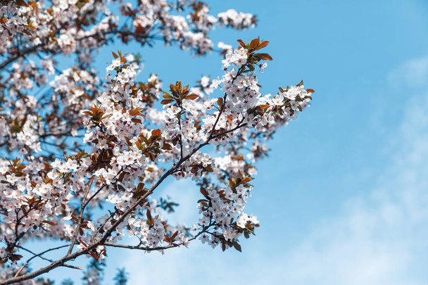 Spring natural background. Flowering trees with white flowers - Photo, Image