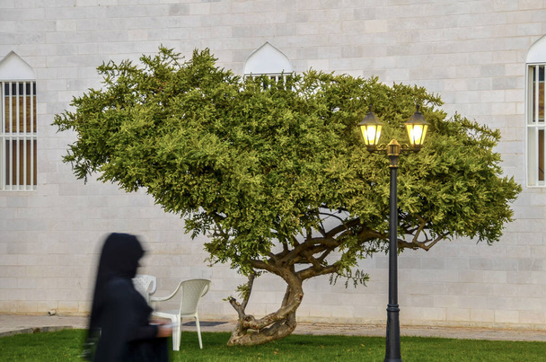 SALALAH OMAN αραβική γυναίκα περπατά από δέντρο Frankincense - Φωτογραφία, εικόνα