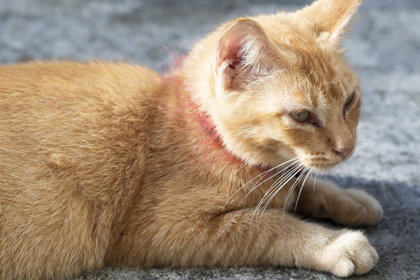 Gato jengibre adormilado tirado en el suelo. Adorable gato jengibre con cuello rojo con campana - imagea
 - Foto, Imagen