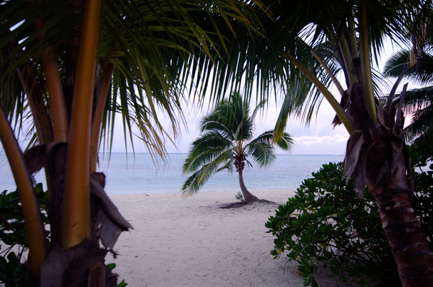 Kokosowe drzewo w Wyspy Cooka laguny aitutaki - Zdjęcie, obraz