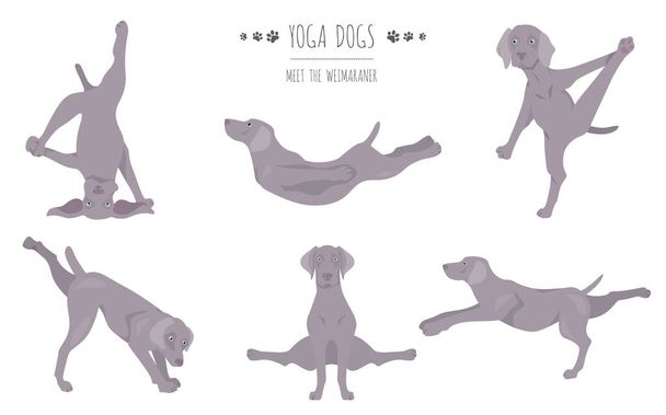 Yoga-Hunde posieren und üben Plakatgestaltung. Weimaraner Clip. Vektorillustration - Vektor, Bild
