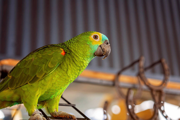 Um amigável papagaio-da-amazônia de frente turquesa em um poleiro na frente de ferraduras
 - Foto, Imagem