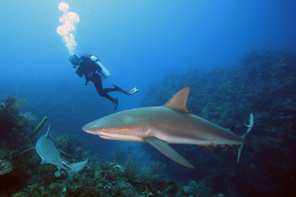 Le requin des Caraïbes (Carcharhinus perezii) nage au-dessus du récif en bleu. - Photo, image