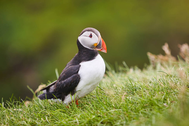 Puffin on Mykines cliffs with green nature background. Faroe islands birdlife - Photo, Image
