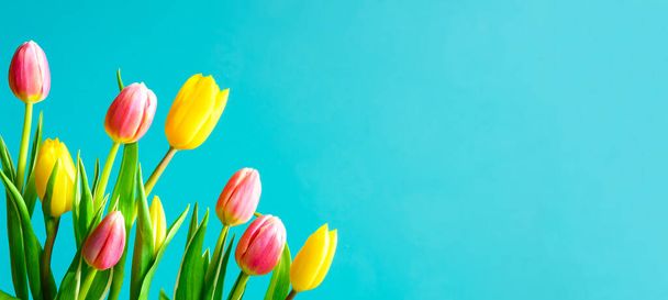 Банер весняних квітів, флаєри, шаблон карти - квіти тюльпанів на синьому фоні аква-синього кольору. Вид зверху, простір для копіювання
. - Фото, зображення