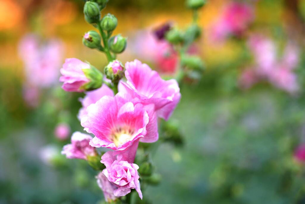 mooie kleurrijke bloemen in de tuin - Foto, afbeelding