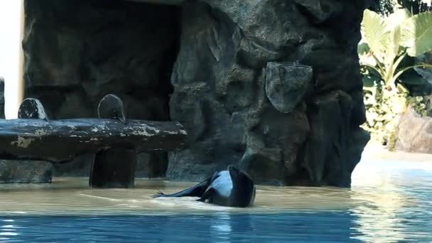 Een zeehond speelt op zijn rug en kijkt dan omhoog. De zeehond ligt aan de rand van een dierenpark.. - Video