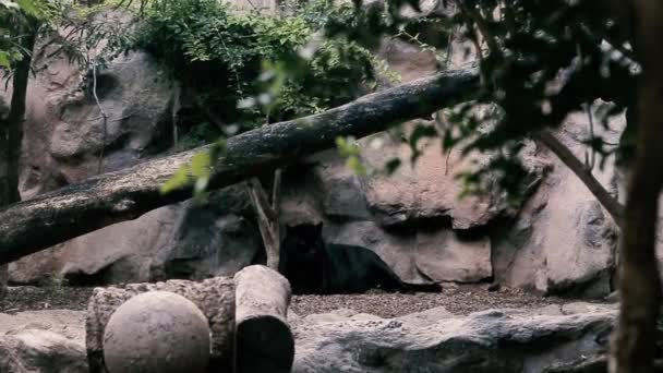 Een panter rust in de schaduw van een boom in de dierentuin. - Video