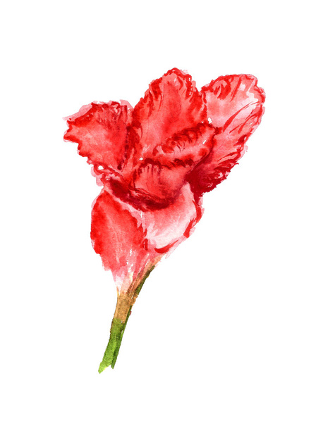 One flower of gladiolus - Fotoğraf, Görsel