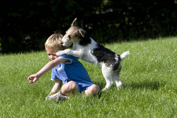 Το αγόρι που παίζει με το σκύλο του, ένας καλωδιωμένος Φοξ Τεριέ.    - Φωτογραφία, εικόνα