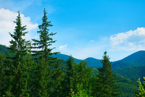 naturaleza salvaje, paisaje de verano en las montañas de los Cárpatos, flores silvestres y prados, abetos en las colinas, hermoso cielo nublado
 - Foto, imagen