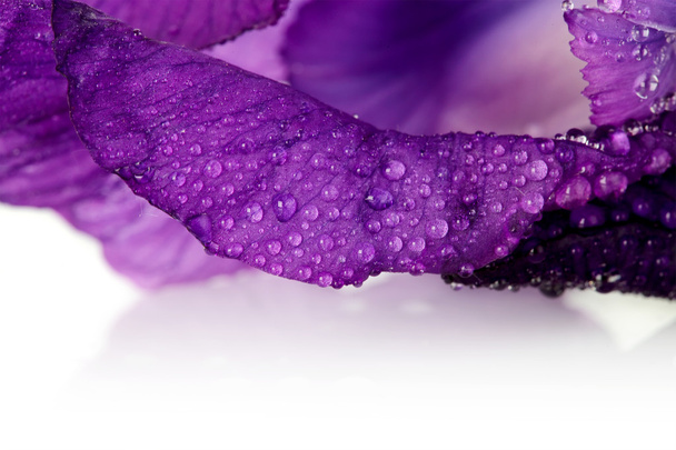 bloemblaadjes van een violet bloem van een iris. - Foto, afbeelding